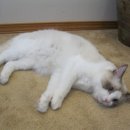 마마캐터리 이미지