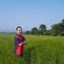 청보리목장 이미지