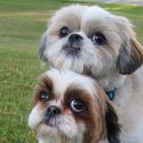 강아지 나라 이미지