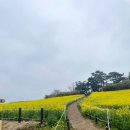 오션빌리지 104 | 부안펜션 오션빌리지104 유채꽃 수성당 5분 거리 미온수 풀빌라 후기