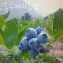 형민농장 | 블루베리체험 형민블루베리농장 충청도 당일치기 블루베리농장 위치 예약 후기