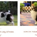 라임레이디 이미지