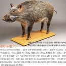 소년돼지