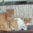 행정사 김봉규 사무소 이미지