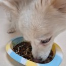 그린맘마 펫푸드 | [내돈내산 후기]프리미엄 펫푸드 랄루펫 동결건조 사료 프론티어 캥거루