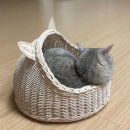 라탄공예(창업) 이미지