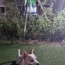 채플린동물병원 이미지