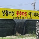 계숙농장 Daum카페