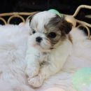 호야펫 구리점 이미지