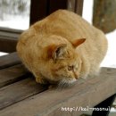 딩동댕동 이미지