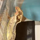 🦎 크레스티드게코 사육장 비교 – 지곤, 레파즈, 조이클린 대자 기준 솔직후기