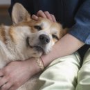 우리집강아지 이미지