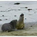 바다 코끼리-Elephant Seal 이미지