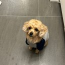 태안장터 | 태안 안면도 수산시장 회 포장 - 매운탕도 푸짐한 <효안네> 내돈내산 후기