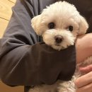 애프터눈가든 | 숙소 6편 | 가평 소형견전 반려견동반 독채 천연잔디