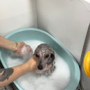 클로버 애견미용 이미지