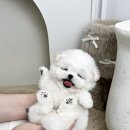 센트퍼피 이미지