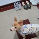 아르밤 펫 이미지