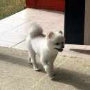 지에스25창동평화점 Daum카페
