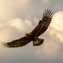 독수리는 왜 하늘을 지배하게 되었을까? 🦅 충격의 기원!