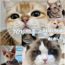하남 고양이카페, 미사 고양이카페 701아를 방문 후기