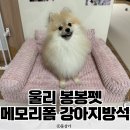 포근한강아지 | 포근한 벨벳 탄탄한 메모리폼 강아지방석 울리 봉봉펫 내돈내산 후기