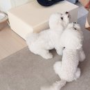 파파 펫 푸드 이미지