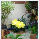 벧엘한의원 이미지