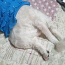 멍뭉미가다혜따