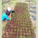 민준농장 이미지