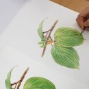 보태니컬 아트 초급 이미지