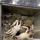 대동어지도 | 산지 직송 [ 대동어지도 활숫꽃게 ] 시식 후기 및 상품 실물