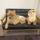 독 블레스 유 이미지