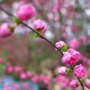 탄넨바움 이미지