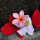 라벤다호텔 이미지