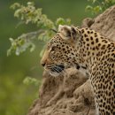 하쿠나 마타타 이미지