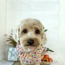 김쌤애견 이미지