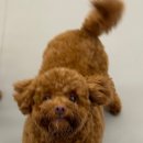 꿈꾸는개 이미지