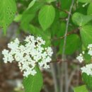 약수봉마을 이미지