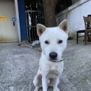 군산탱크조개짬뽕 이미지