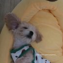 깨비 애견미용 네이버블로그