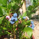 솔솔농장 이미지