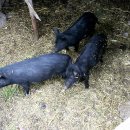 돼지두마리 이미지