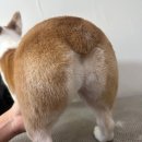 도그몽드 이미지