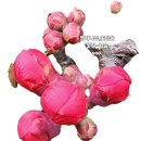 동해 석미아데나 더퍼스트 | 동해시 변기막힘 물이 너무천천히 내려가요 동해 석미 아데나퍼스트 해결후기 입니다