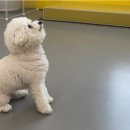 옐레드 애견유치원&애견호텔 대구신월성점 이미지