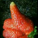 최고농장 이미지