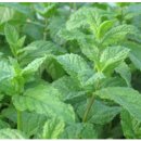 얌얌스토리 이미지