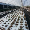 명품농장 이미지