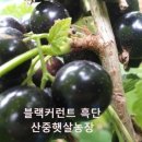 신이 내린 선물, 블랙커런트 재배 시비 완료 이미지